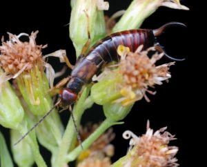 earwig