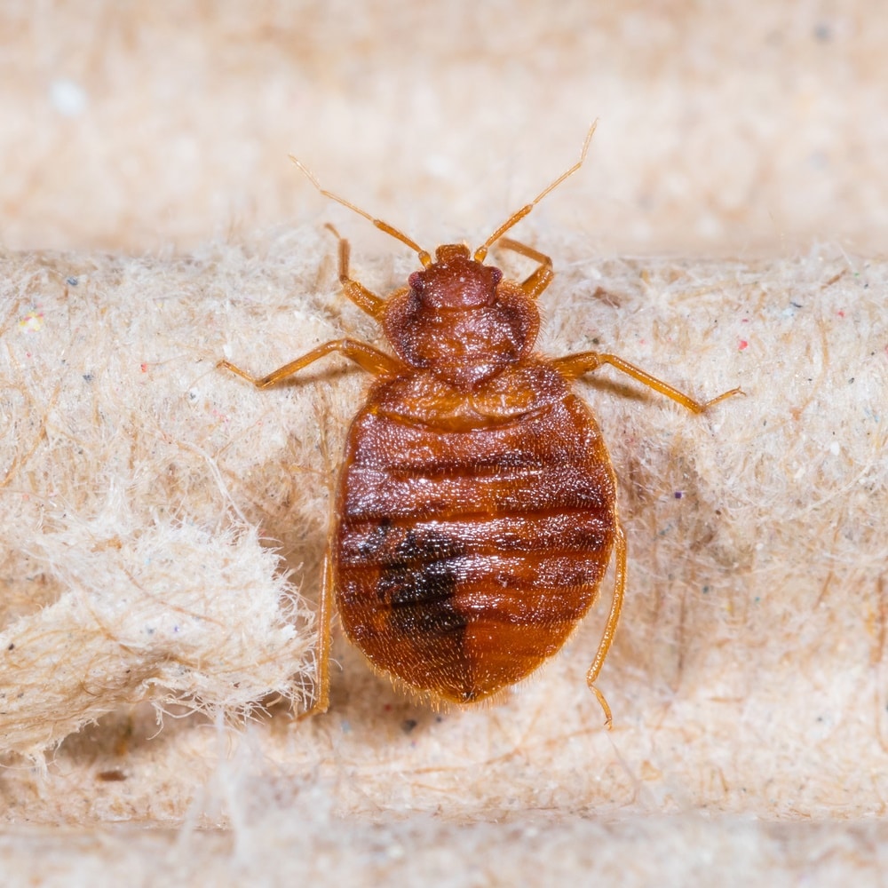 How To Identify Bed Bugs | Carmel Valley Pest Control