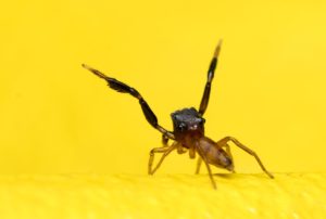 jumping-spider