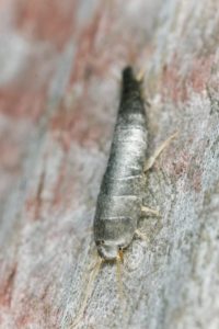 silverfish