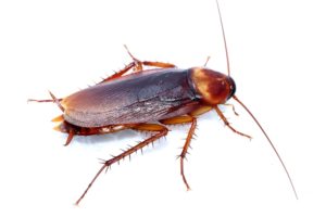 cockroach