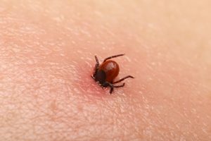 Can You Treat Your Yard For Ticks