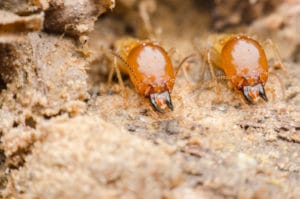 Interesting Facts About Controlling Termites
