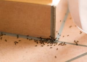 How to Stop Ants from Ruining Your Summer