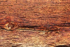 Prevent Termites With Careful Wood Selection