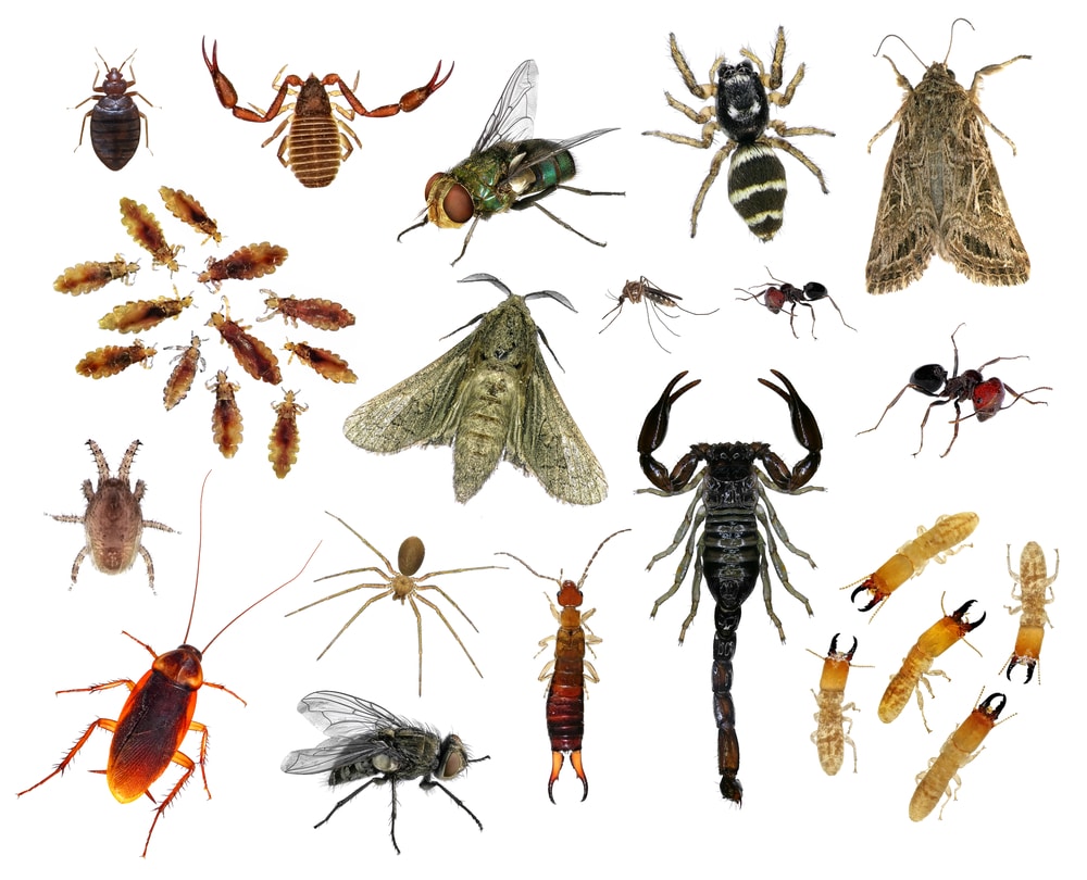 Насекомое живет в теле. Домашние вредители насекомые. Садовые вредители. Название домашних насекомых. Домашние насекомые паразиты.
