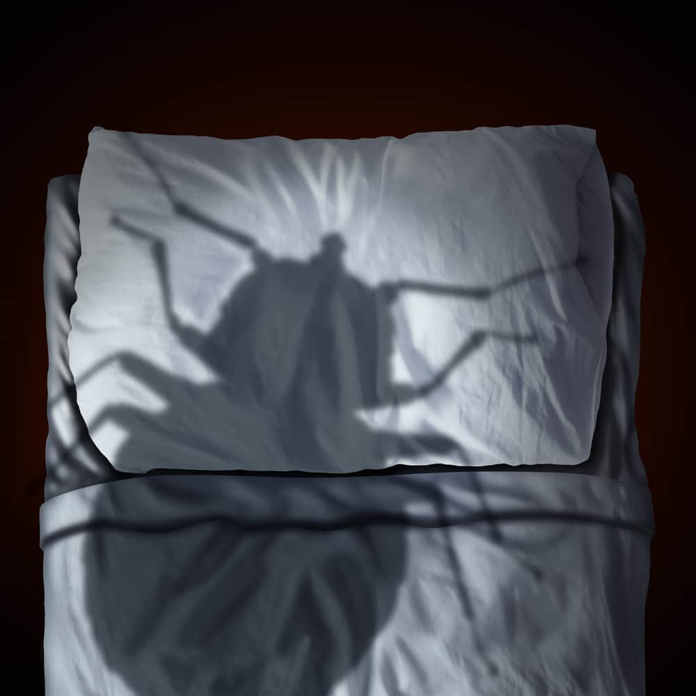 Put Your Bed Bug Fears to Rest