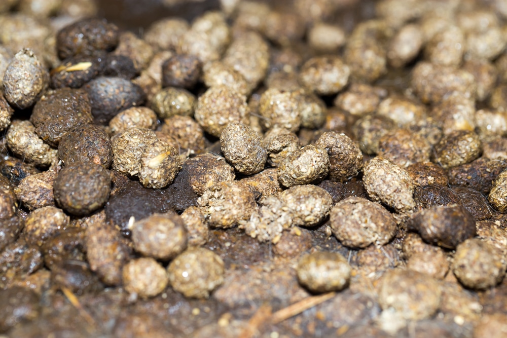 What You Unfortunately Need to Know About Animal Droppings