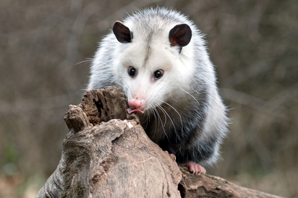 Oh Brother We’ve Got Opossums