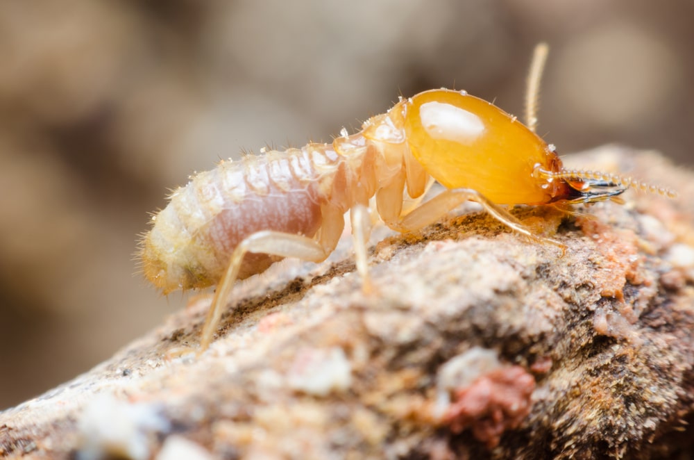 Warning Signs to Help You Spot Termites