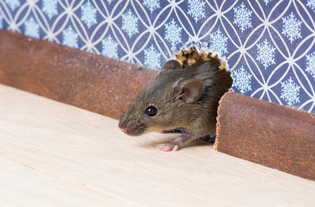 Get Rid of Mice Quickly to Eliminate Health Risks
