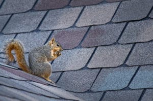 Pests Don’t Have to Get Inside to Be a Nuisance