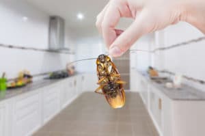 When You Head Indoors Pests Do Too