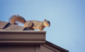 Squirrels Are Pests that Won’t Eat Your Food