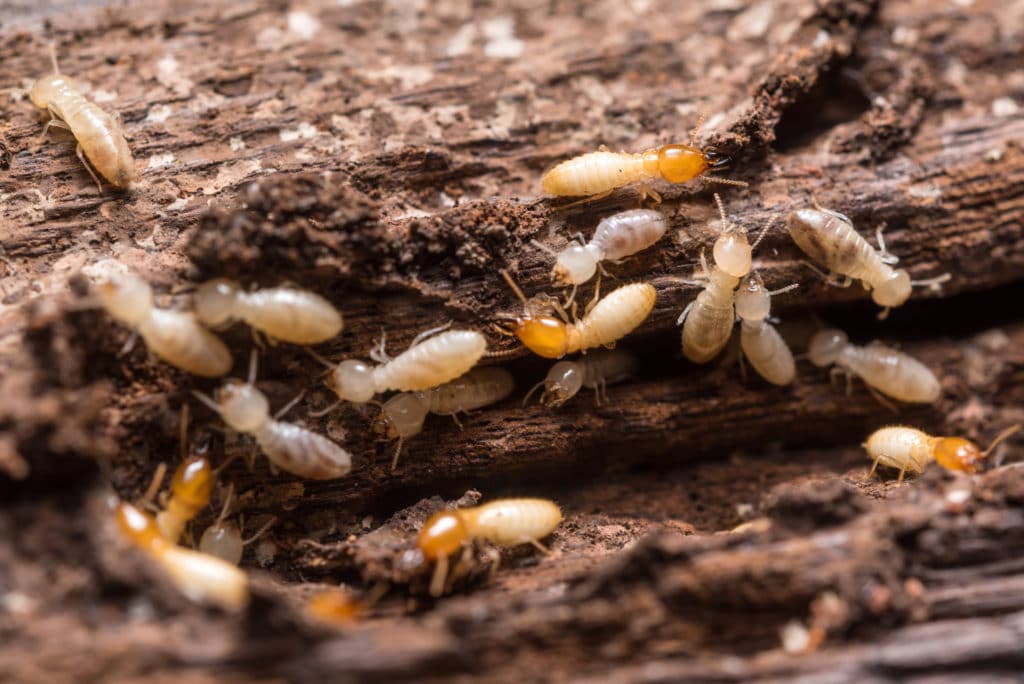 Are There Termites in Your Home