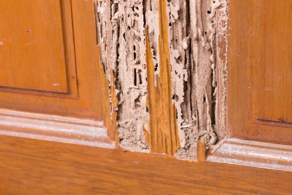 How to Rebuild After Termite Damage