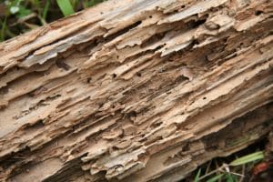 How Costly Can Termites Be