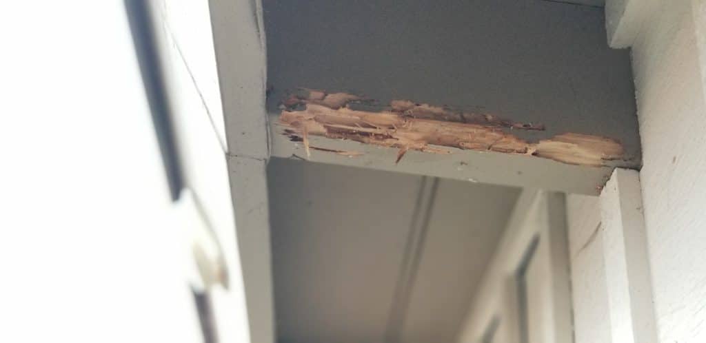 Get Your Home Back After Termite Damage