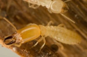 How Serious Is The Termite Threat