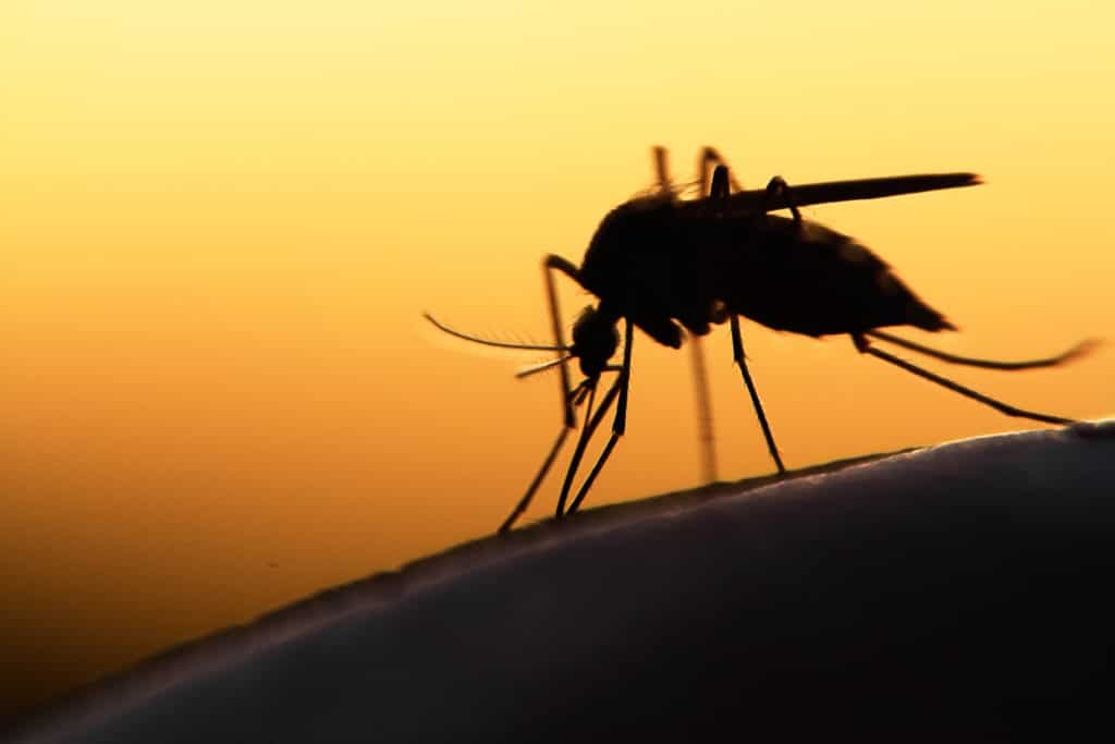 Use These Tips to Avoid Bites During Mosquito Season