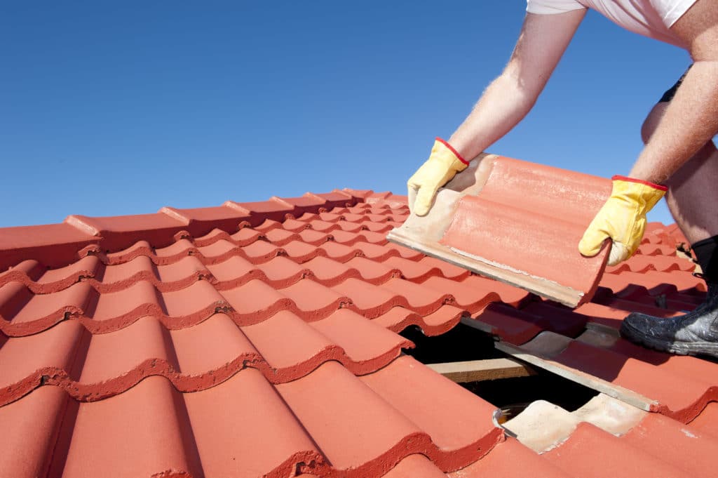 Has Your Roof Been Pest Proofed