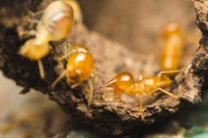 Will Heat Treatment Remove Termites