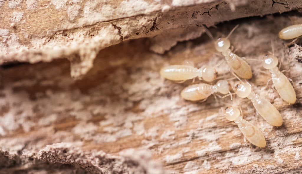 Check Your Home for These Signs of Termites 1