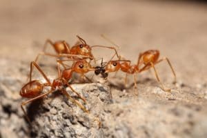 Here’s What Ants Want from You and Your Home