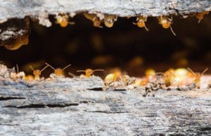 Will Your Homeowner’s Insurance Protect You from Termites