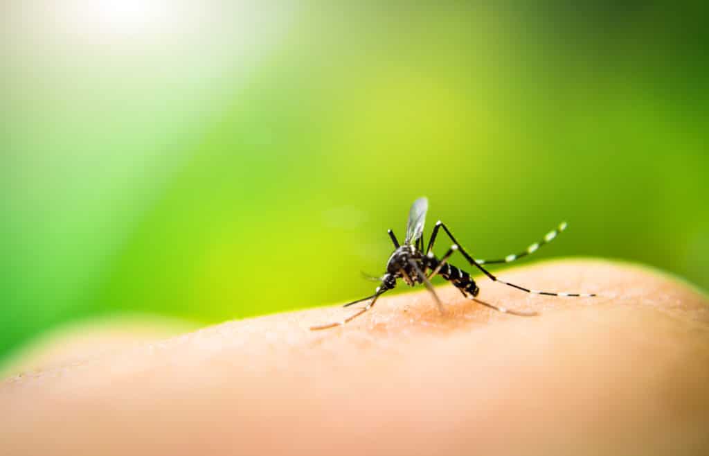 Don’t Let Mosquitoes Bother You This Summer