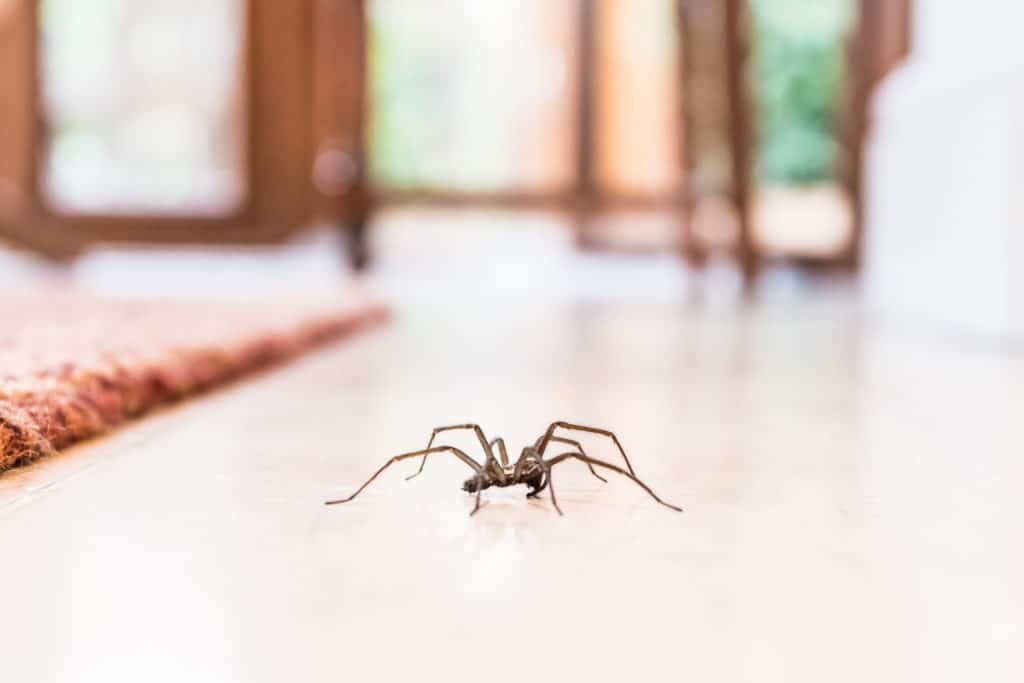 Are You Spraying for Spiders in and Around Your Home