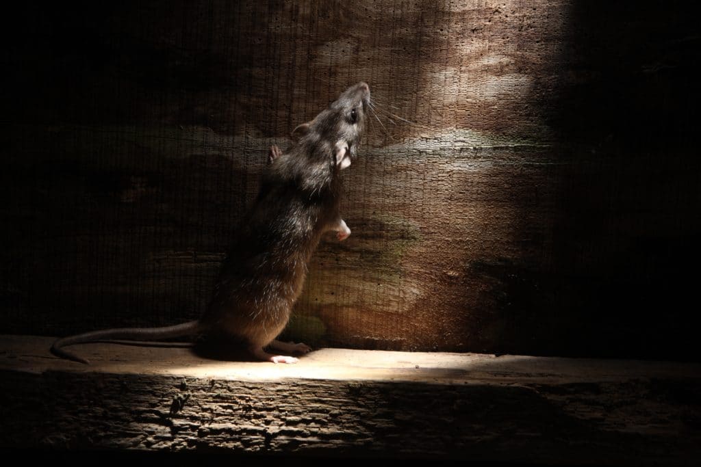 Rat Populations Around Your Home Can Grow Quickly