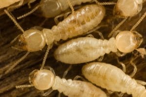 Termite Season Is on the Horizon
