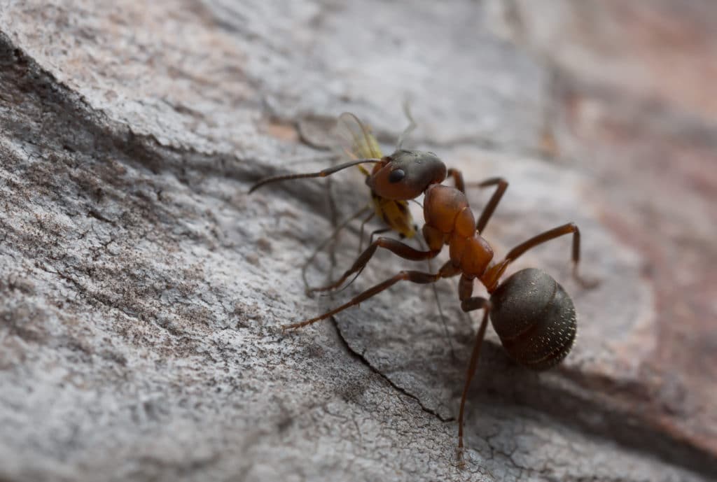 Take These Steps to Keep Ants Out