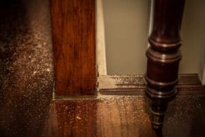 Understanding the Damage Caused by Termites