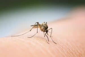 Are Mosquitoes Still Bothering You