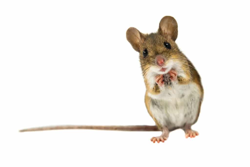 Avoid Safety Issues Caused by Mice in Your Home