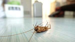 Understand Your Pest Risk Factors