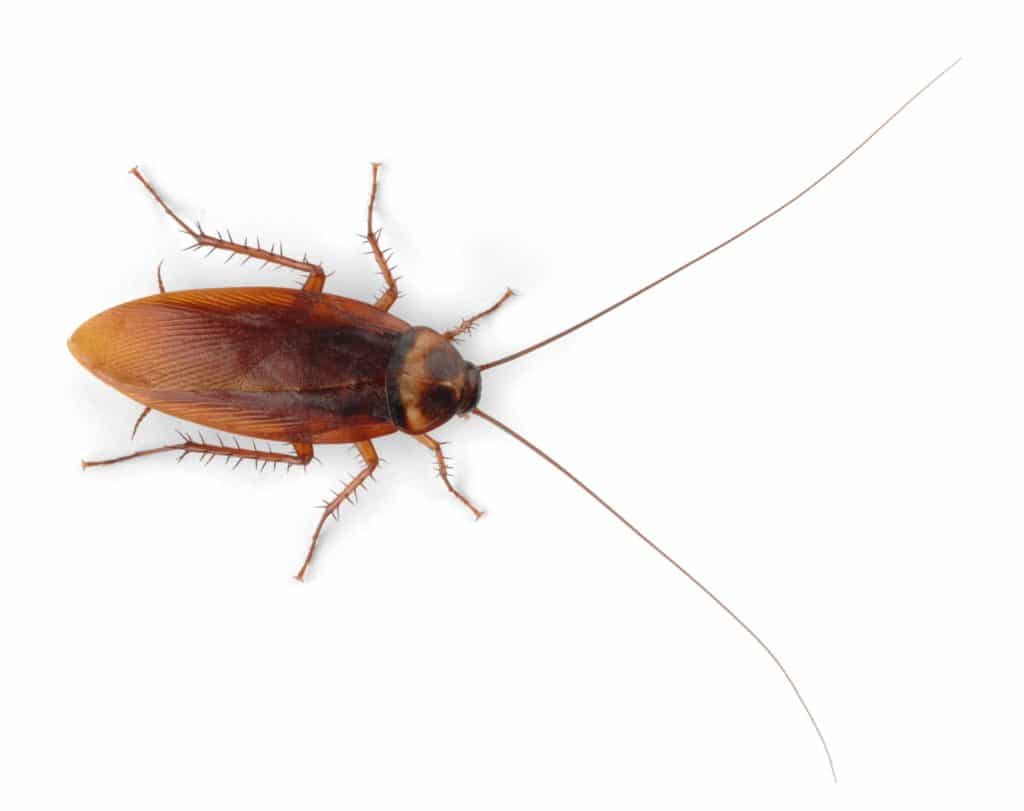 The Best Pest Control Methods for Roaches Are Preventive