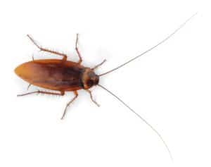 The Best Pest Control Methods for Roaches Are Preventive