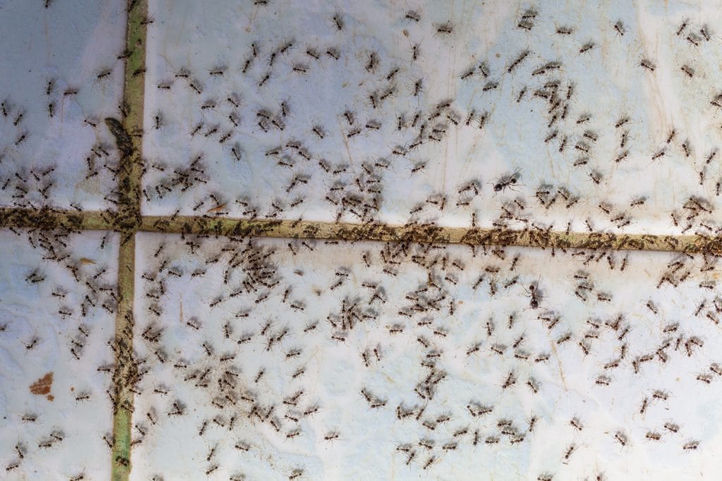 How Are Ants Behaving in Your Home