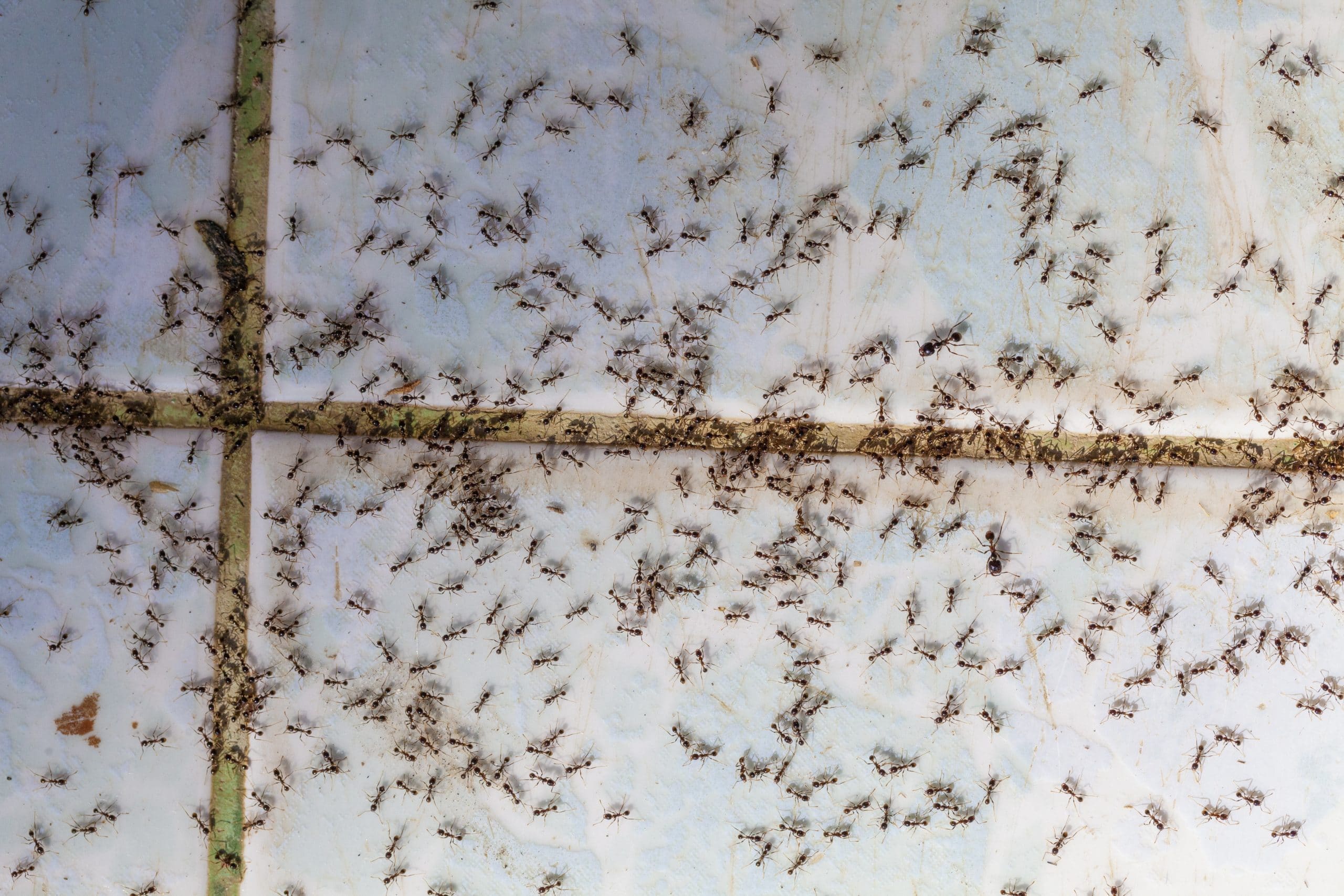 How Are Ants Behaving in Your Home scaled