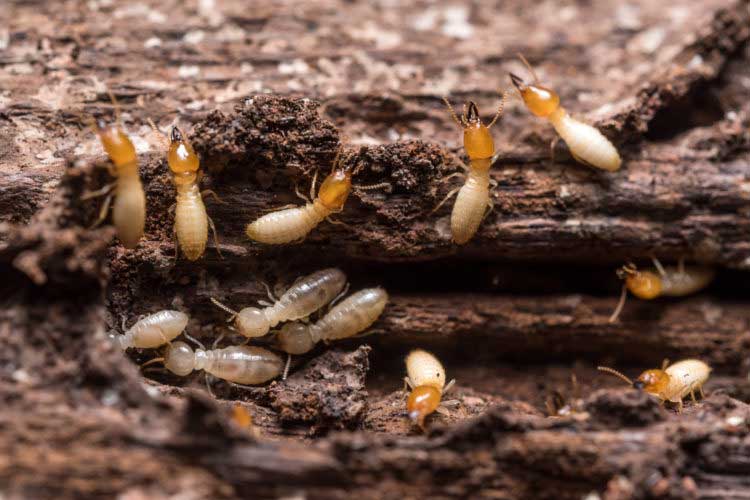 Guide To Termite Prevention And Treatment