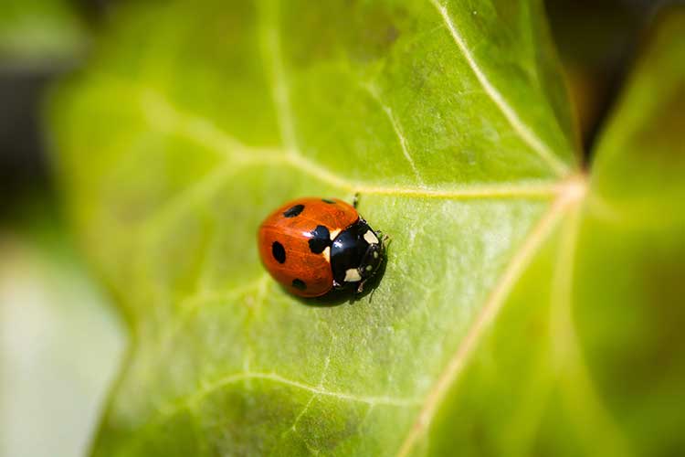 San Diego Pest Control