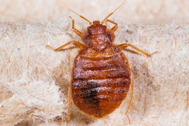 How-To-Identify-Bed-Bugs