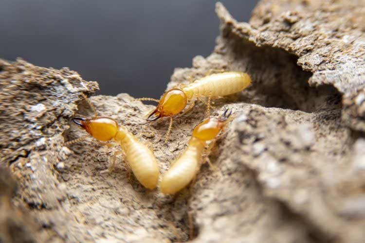 Is Your Home Inviting Termites