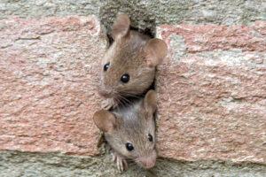 mice inside brick wall