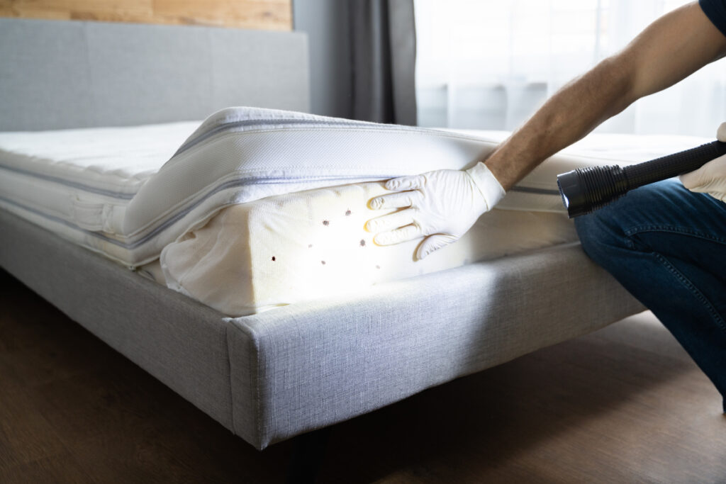 Bug Exterminator in San Diego: How to Choose the Best Pest Control Service 1 shutterstock 1969865578