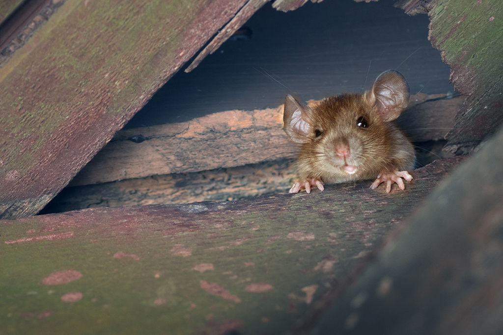 How to Keep Rodents Out of Your Home as Temperatures Rise 1 Image of rodent hiding in wooden area