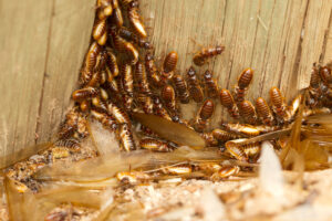 image of many bugs inside wooden are